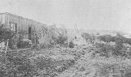 Richin's farm in the Mexican Colonies c. 1896